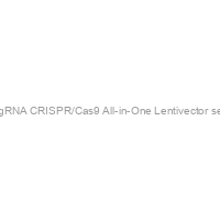 ANKZF1 sgRNA CRISPR/Cas9 All-in-One Lentivector set (Human)